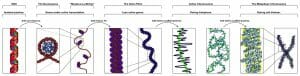 Chromatin Structures