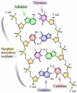 DNA chemical structure