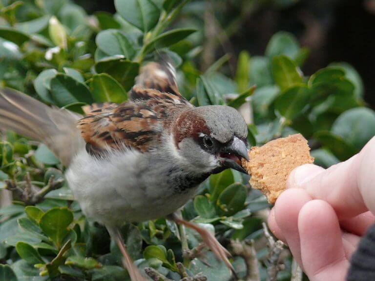 house sparrow control