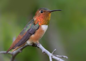 types of hummingbird species