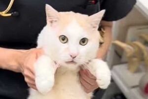 猫、かわいがられまくるも途中で気づき怒るｗ