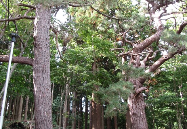 荒神社の黒松