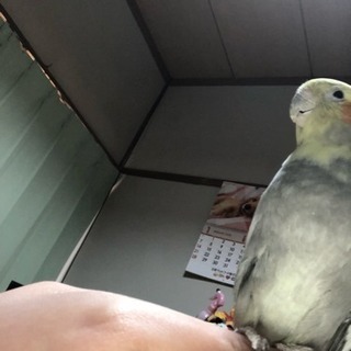 オカメインコ明日までに取引できる方