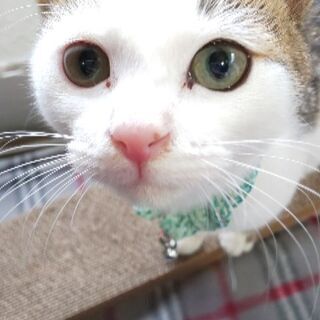 フレンドリーな生後半年の仔猫、里親募集中です。