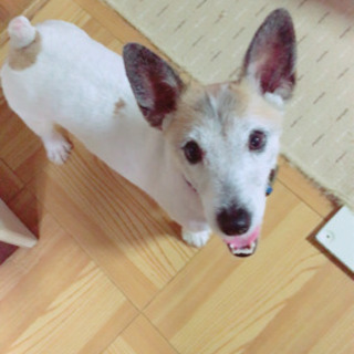 家庭の事情で飼えなくなってしまうのでジャックラッセルテリアの里親...