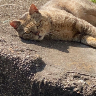 野良猫のTNR活動のお手伝い