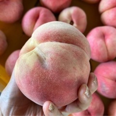 山形県　東根市産　あかつき　桃　夏の太陽の恵みと綺麗な空気に恵ま...