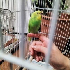 セキセイインコ