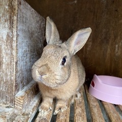 【初心者でも飼いやすいサイズ感】キャラクターのような可愛いうさぎ