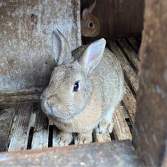 【初めてでも飼いやすい】サイズ小さめのキャラクターみたいにかわい...