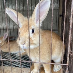 【飼育セット一式つき】うさぎ1歳