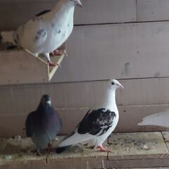 鳩を飼われる方を探してます