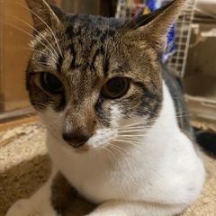 里親募集　1歳半くらいのオス猫の里親なってくれる方探してます