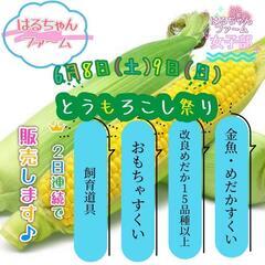 深谷市道の駅おかべ　トウモロコシ🌽イベント