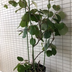 キウイ(グリーン)鉢植え苗木