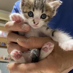 子猫の里親さん募集中です。