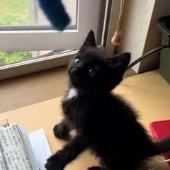 こねこ　飼い主さん募集しています　1ヵ月半　男の子