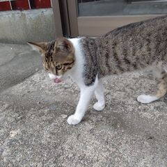 人懐っこいメスの子猫です