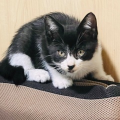 子猫の里親募集中です。