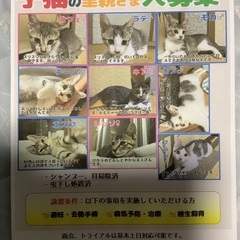 7匹の子猫 里親募集 急募