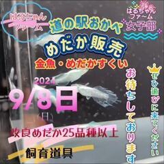 深谷市道の駅おかべ　金魚、メダカ販売！