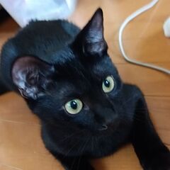 🐈‍⬛　黒猫　１０ヶ月🍀