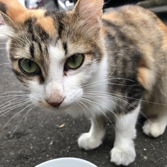 決まりました💛野良猫🍀女の子💗推定年齢2歳半