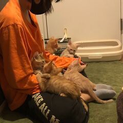 【週２、3~】日払い♪現金手渡し◎いぬねこのお世話♬犬猫ちゃんの殺処分を無くすための街頭募金活動のお仕事！※ジモティーが掲載している求人となりますの画像