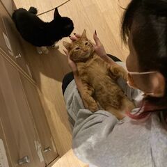 【週２、3~】日払い♪現金手渡し◎いぬねこのお世話♬犬猫ちゃんの殺処分を無くすための街頭募金活動のお仕事！※ジモティーが掲載している求人となりますの画像