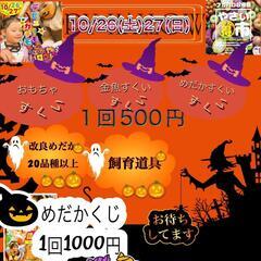 🎃ハロウィン🎃　はるちゃんファ〜厶