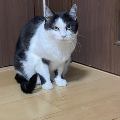 里親募集　避妊手術済み　雌猫　8歳