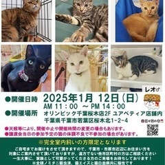 保護猫ちゃんのお見合い会