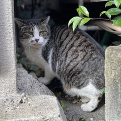 若いキジ猫の去勢済み。男の子推定年齢1歳です。元気な子です。