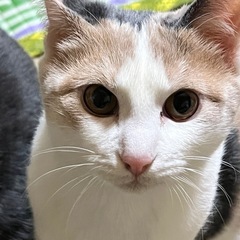 かわいい仔猫ちゃんです！ - 一関市