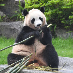 目指せ、動物博士！「ベネッセサイエンス教室」が動物について学べる1回完結講座を開催、動物のプロとオンラインでつなぐ講座も！