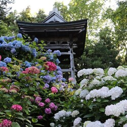 【北海道伊達市】四季折々に色鮮やかな「花の寺」の魅力、人気のふるさと納税返礼品とは?