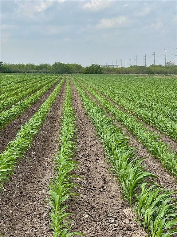 22.97 Acres of Agricultural Land for Sale in Progreso, Texas