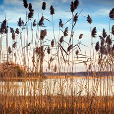 sag harbor