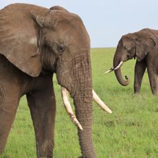 Masai Mara