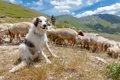 家畜番犬は捕食動物…の画像