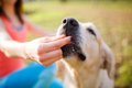 犬も何かに集中して…の画像