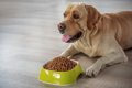 愛犬にご飯を食べさ…の画像