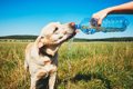 犬が一日に必要な『…の画像