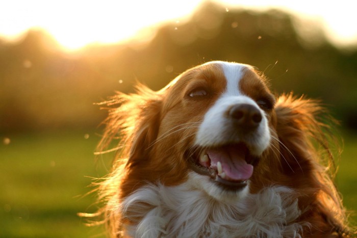 太陽を背にした犬