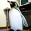 NetPenguin