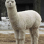 alpaca2unix