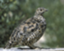 ptarmiganscops