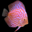 turquoisediscus