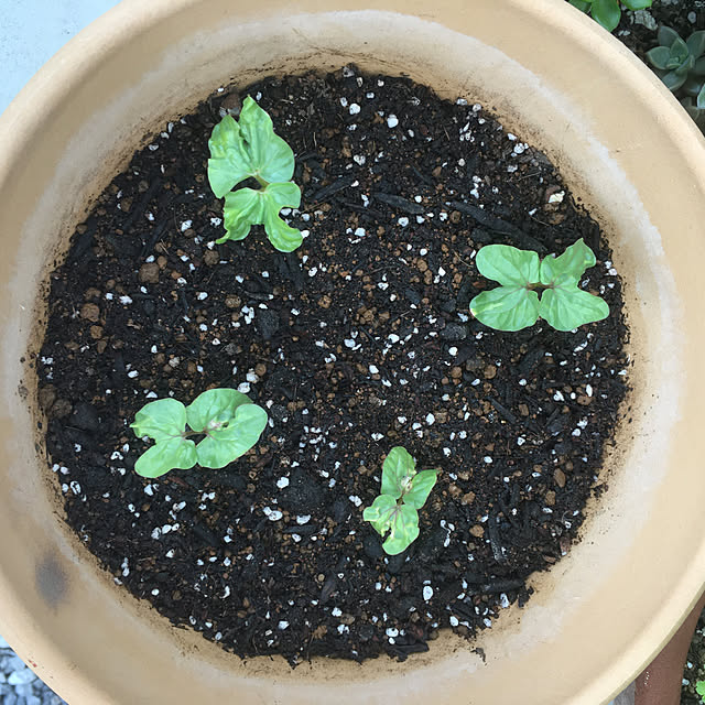 朝顔/植物初心者/こどもと暮らす/こどものいる暮らし/癒しの花...などのインテリア実例 - 2022-06-11 22:02:41