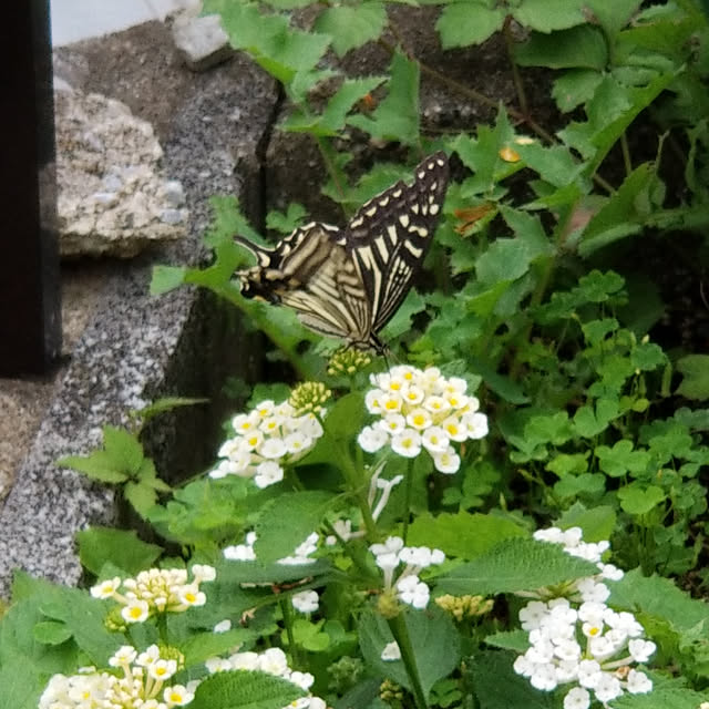 Kanonjujuさんの実例写真